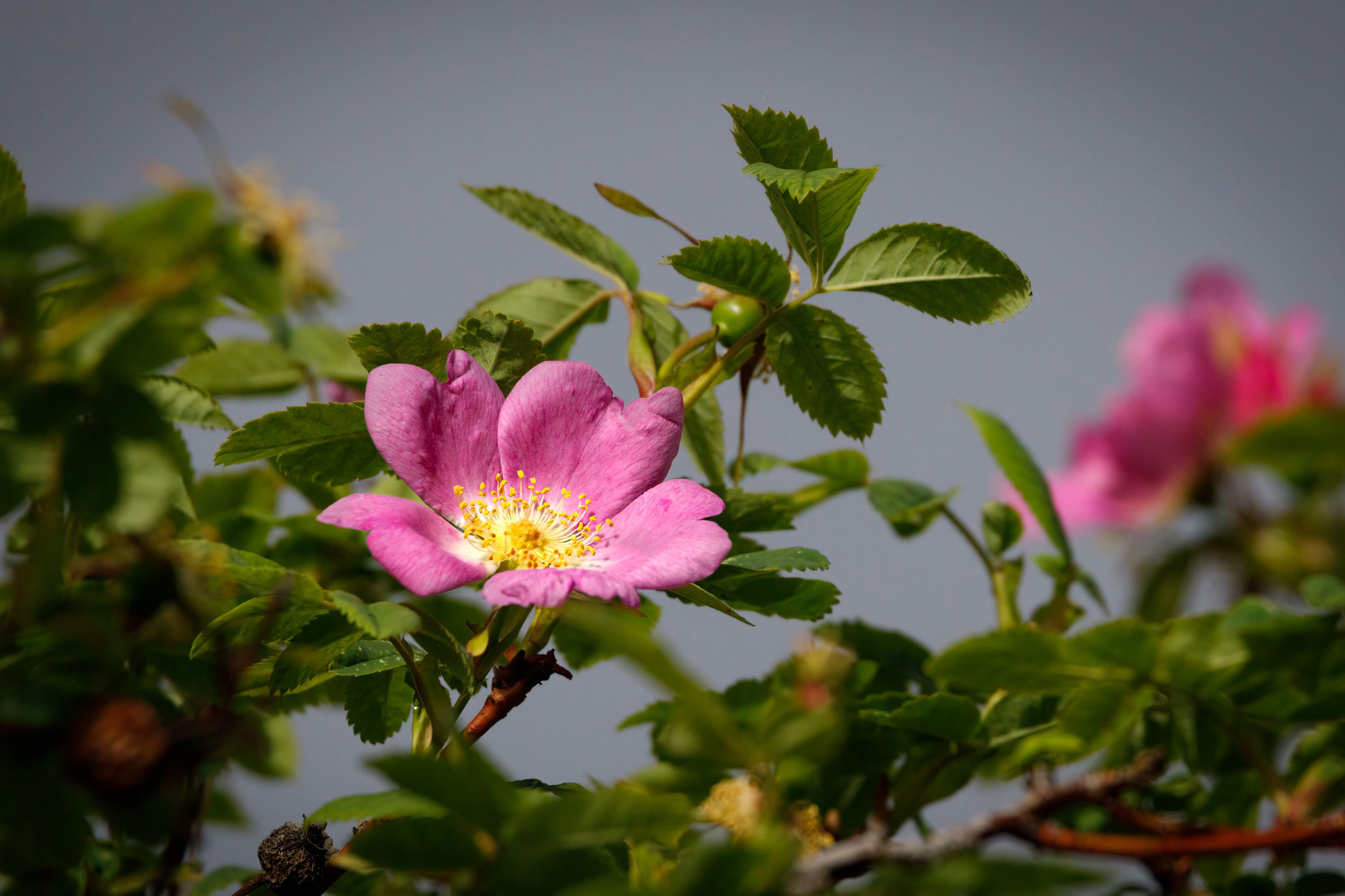 flora