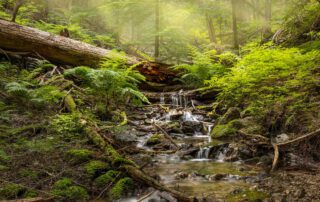 landscapes