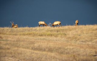 wildlife