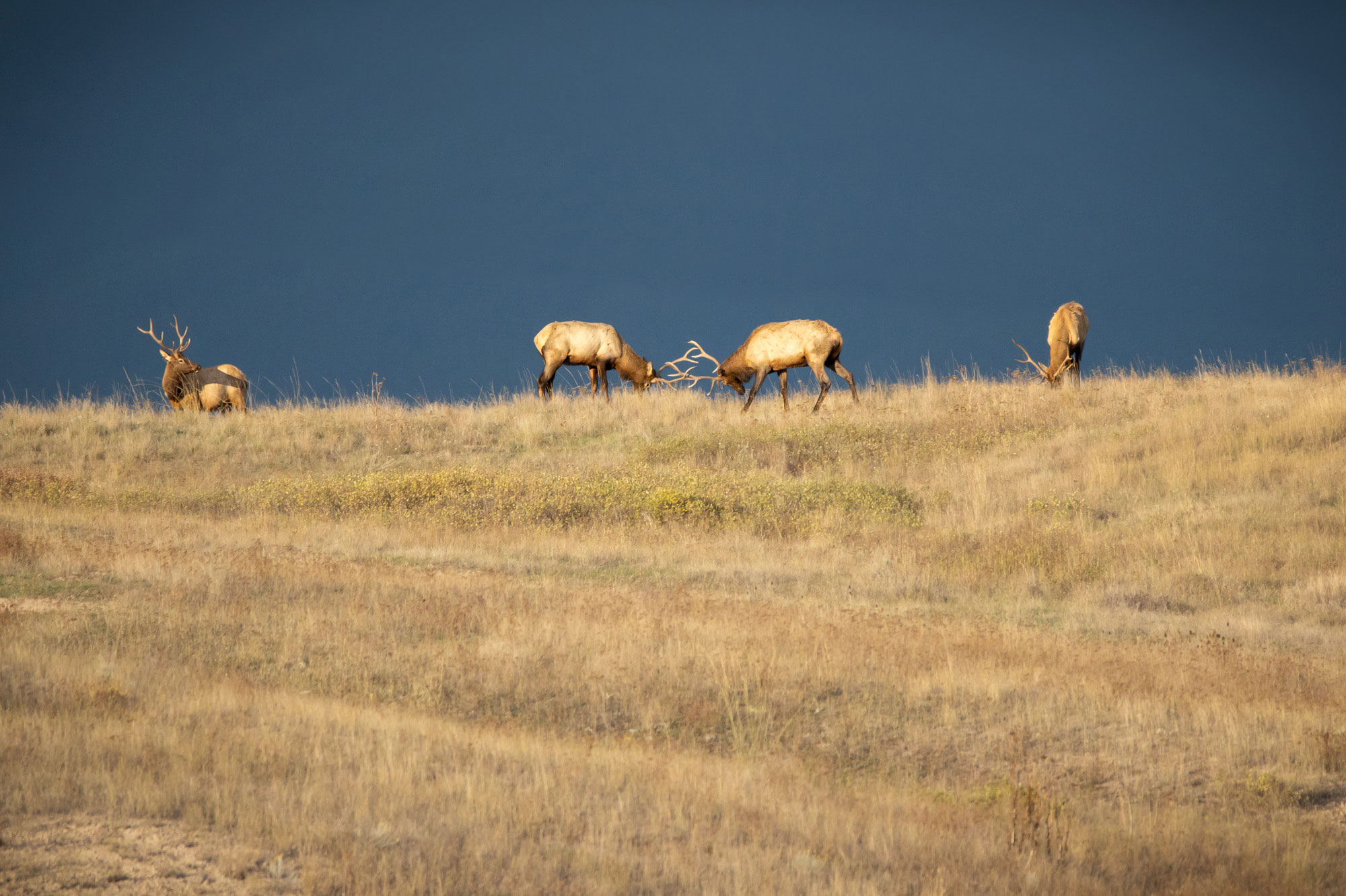wildlife